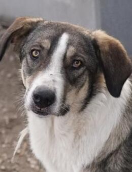 Dios, geb. ca. 05/2022, GRIECHENLAND - Markdorf