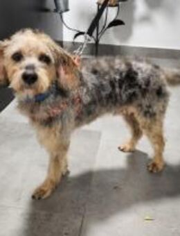 Schmuser Benji sucht sein Körbchen - Essen