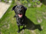 Liebe Labbymix Hündin Lea, 1 Jahr - Düsseldorf