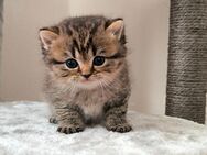 Wunderschöne reinrassige BKH & BKH Kitten Katzenbabys zum Mitte auszugsbereit! - Gummersbach