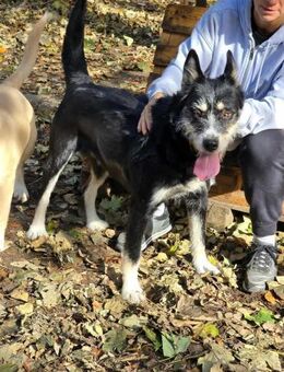 VIOLA ist ein sanftes soziales Mädchen♥️ - München