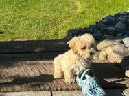 Maltipoo Welpe - Bielefeld Brake