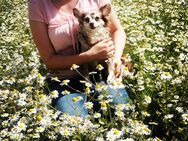 Lustige gesunde Chihuahua Hündin frisch 7J. 5kg 25cm m. Papieren geimpft/gechipt Langhaar Familienhund - Birstein