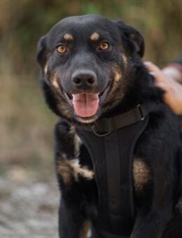 Percy 💗 aufgeschlossen & verkuschelt! - Hamburg