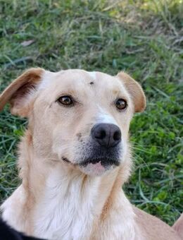 Alvin - sucht neues Zuhause - Grevenbroich