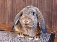 Reinrassiger Zwergwidder Rammler Kaninchen Hase SOFORT vom Züchter - Büchlberg