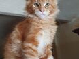 Maine Coon Kitten Träume in 85098