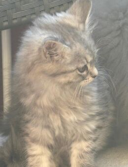 BKH mix mit Main coon - Berlin Charlottenburg-Wilmersdorf