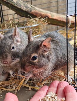 2 Degu Mädels - Detmold