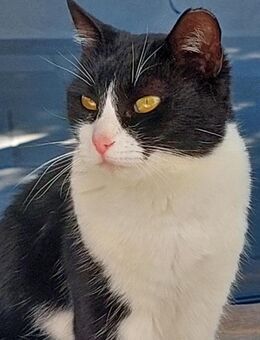 Schmuserin Eleni sucht ihr Glück - Bergkirchen