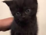 Bkh black smoke Tabby Kitten Kater schwarz choclate - Hamm