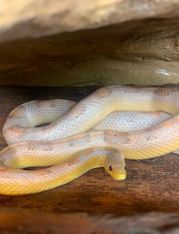 Kornnatter in gute Hände abzugeben - Hadamar