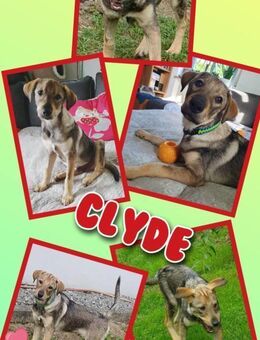 Lustiger Clyde auf PS! - Nürnberg
