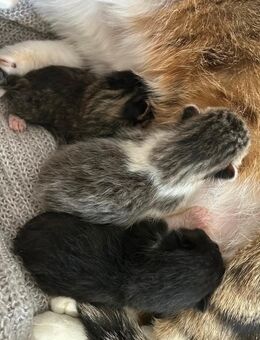 Katzen Baby - Essen