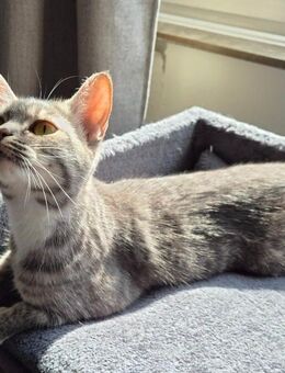 BKH Katze - Hattingen