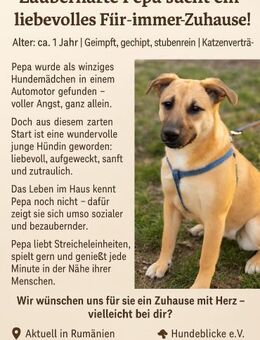 Zauberhafte Pepa sucht ein zu Hause - Ludwigshafen (Rhein)