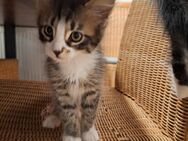 Maine coon kitten - Rheine