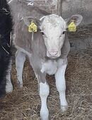 Ein Bullenkalb/ Schwarzbund/Fleisch in 31167