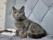 Fairy & Caillou suchen ein neues Zuhause - Kleinostheim
