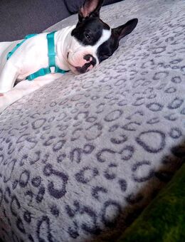 Hundewelpe 5 Monate alt - Erfurt