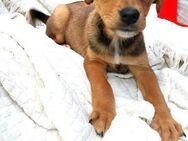 Kleiner, tapferer Brownie sucht ... - Berlin