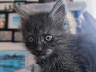 Main Coon Mix Kitten - Schwarzenborn (Hessen)