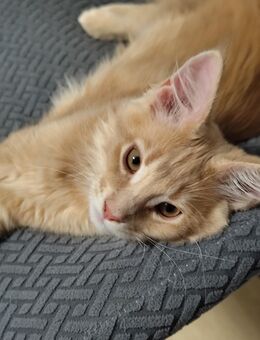 Reinrassige Maine-Coon Baby Katzen - Wetzlar