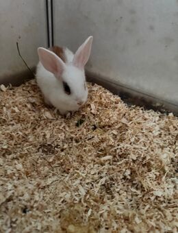 Baby Kaninchen - Witten