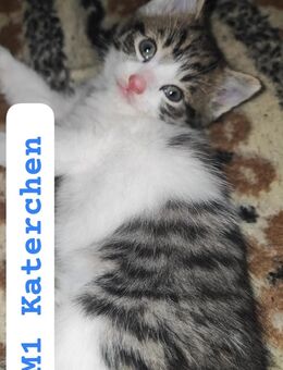 2 süße mädels suchen zuhause auf Lebenszeit. - Niederwürschnitz