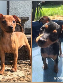 Reinrassige Zwergpinscher / Rehpinscher Welpen - Dierdorf