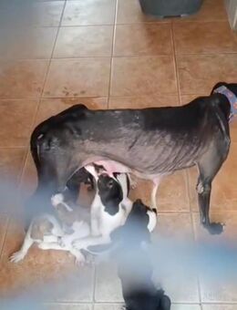 Galgo-Alarm: wir sind 8 und suchen... 🍀 - Marienfließ