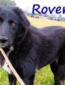 Rover - ruhig, gesellig & lieb 04/24 GRC - Ruppertsecken