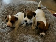 Jack Russell Terrier Welpe - Grabau (Landkreis Stormarn)
