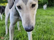 Agile Schmusebacke Ylli sucht Familie - Leonberg (Baden-Württemberg)