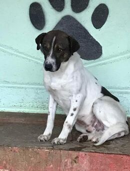 Luke, freundlich aber sehr ängstlich - Bonndorf (Schwarzwald)