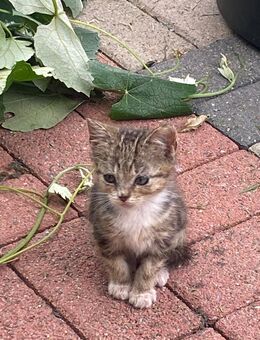 Katzenkitten suchen ein neues Zuhause!!! - Stolzenau