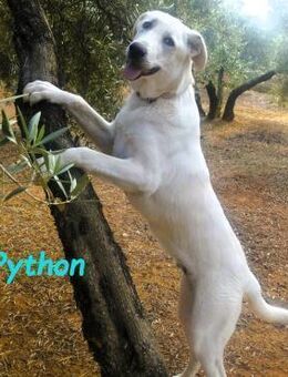 Python verspielter Junghund 10/23 ESP PS - Ruppertsecken