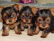 Yorkshire Terrier Welpen-verschiedene Farbgebungen u.Größen - Frankfurt (Main)