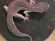 Leopardgecko weibchen Mack Super Snow Eclipse "Laverna" - Winterthur