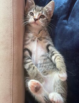 Babykatzen Glückskatzen , schwarz, weiß, gemischt bunt - Bernburg (Saale)