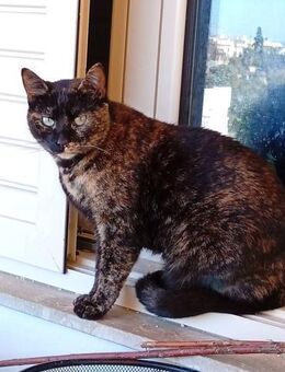 Risky aus dem Tierschutz - Grevenbroich