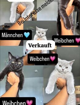 5 Kitten abzugeben - Berlin Steglitz-Zehlendorf