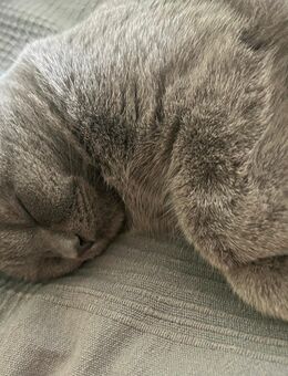 Bkh Kater sucht ein neues Zuhause - Bochum
