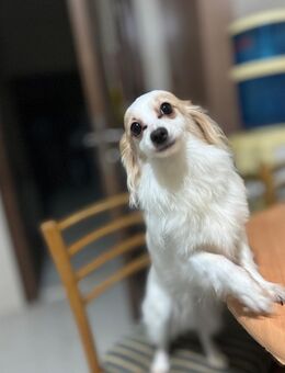 Chihuahua-Mama (15) & Sohn (7) suchen liebevolles Zuhause 🐾 - Dresden