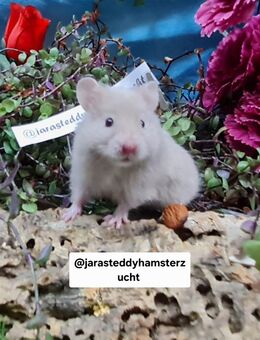 Extrem HANDZAHME FLAUSCHIGE Teddyhamster Satinglanz - Dinslaken