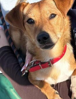 Flummy - Liebevoller kleiner Begleiter - Kabelhorst