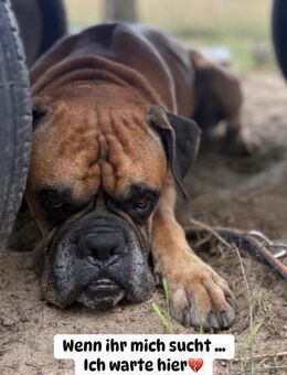 Pechvogel Maison - Boxerjunge wartet - Bad Oeynhausen