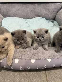 Britisch Kurzhaar Kitten - Dortmund