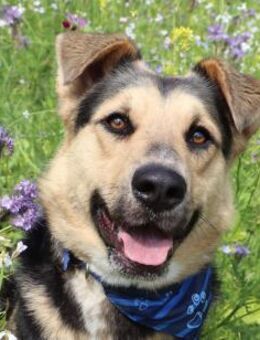 Murphy- FIT AUF VIER PFOTEN - Grömitz