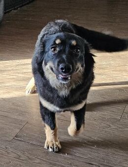 Hundemädchen Priska sucht liebe Familie - Leonberg (Baden-Württemberg)